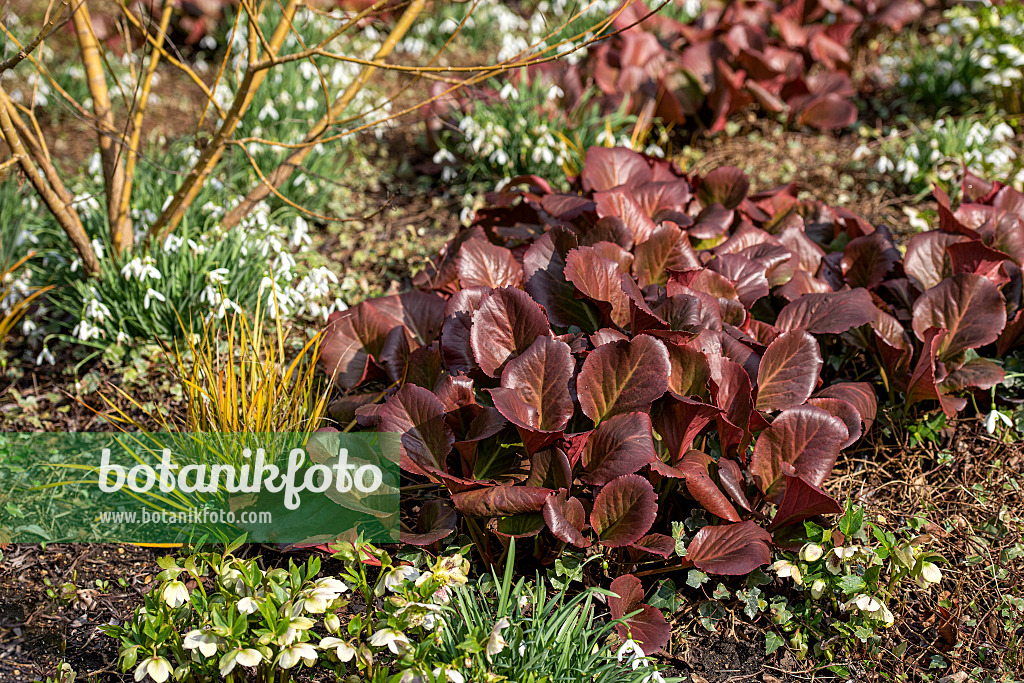 616366 - Heart leaf bergenia (Bergenia cordifolia 'Sunningdale')