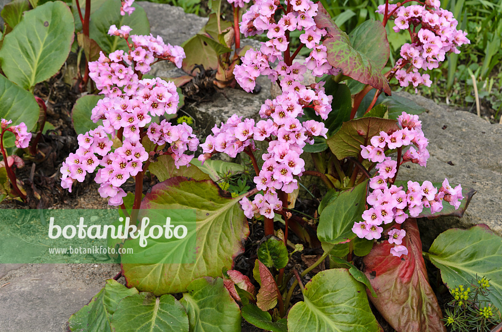 495173 - Heart leaf bergenia (Bergenia cordifolia 'Rosette')