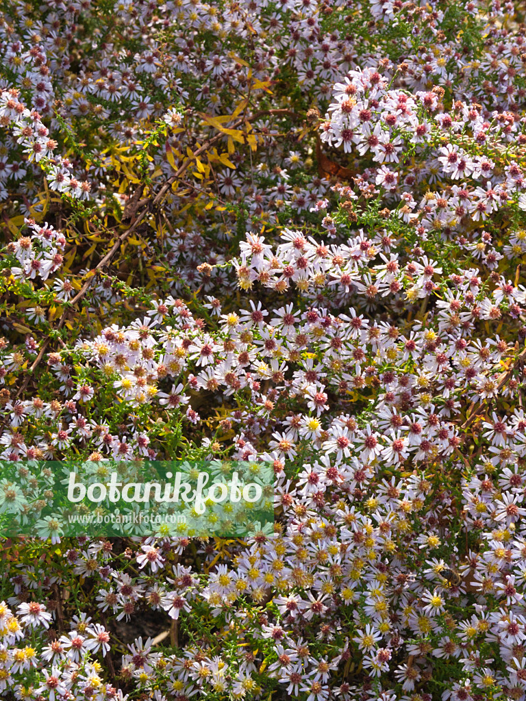 418074 - Heath aster (Aster ericoides)