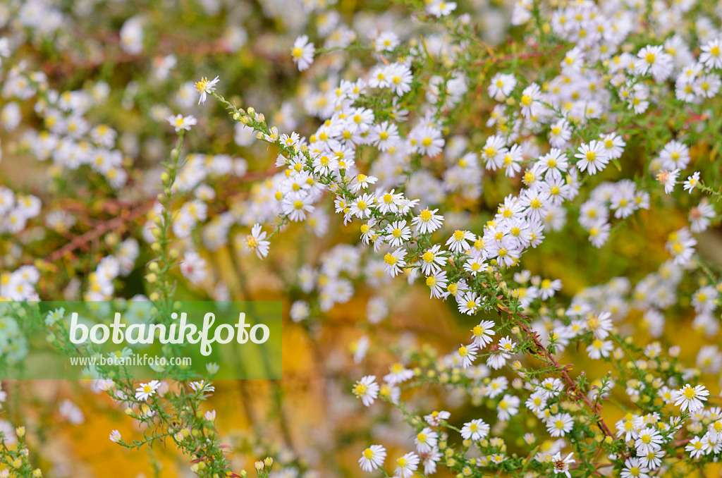 525133 - Heath aster (Aster ericoides)