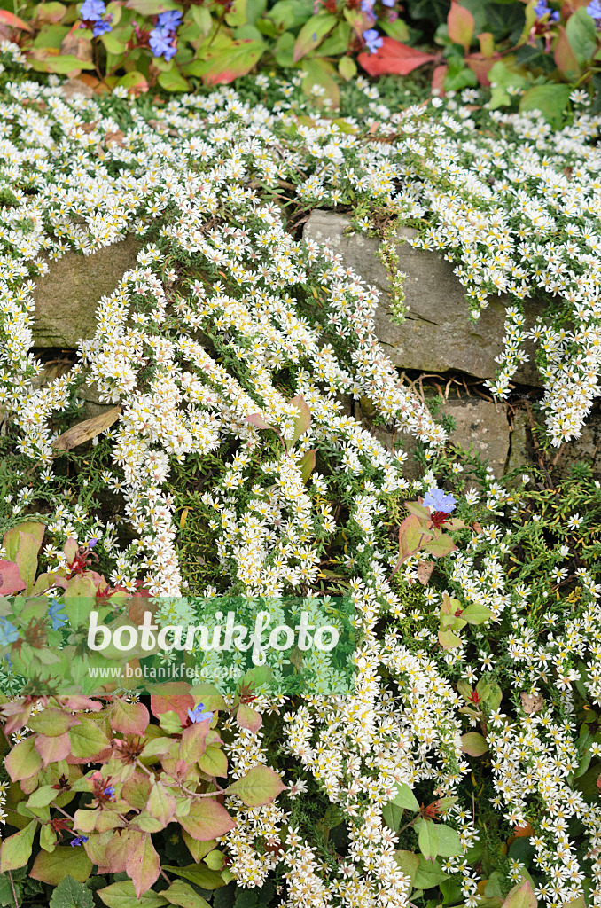 537025 - Heath aster (Aster ericoides 'Snowflurry')