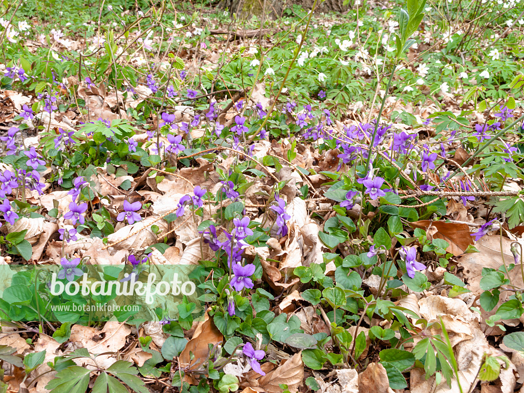 509207 - Heath dog violet (Viola canina)