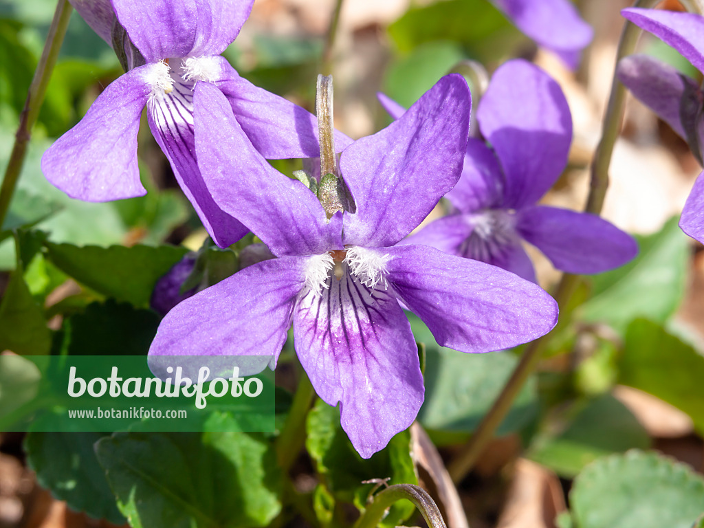 509208 - Heath dog violet (Viola canina)