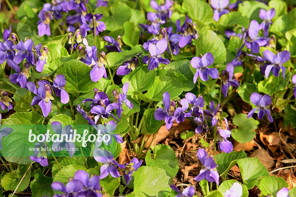 554033 - Heath dog violet (Viola canina)