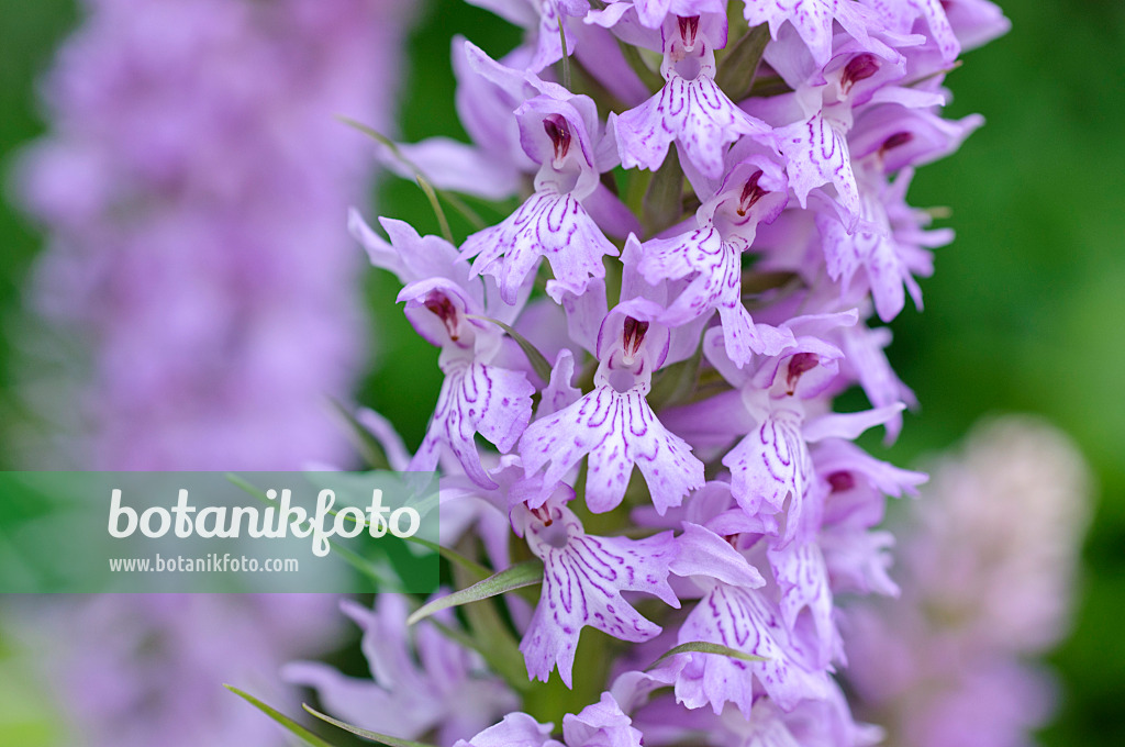 473118 - Heath spotted orchid (Dactylorhiza maculata)