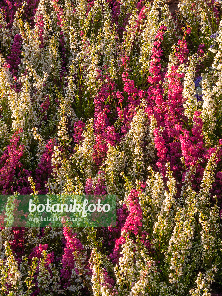 405066 - Heather (Erica gracilis 'Hessenmädchen')