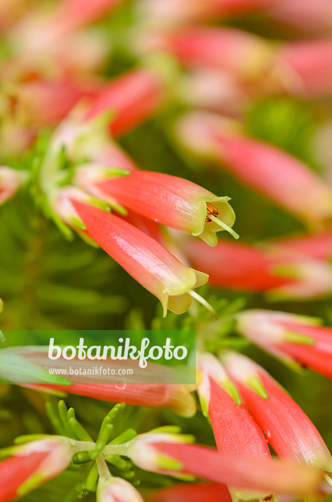 537015 - Heather (Erica versicolor)