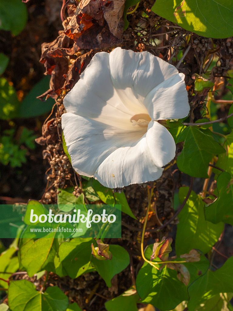 405055 - Hedge bindweed (Calystegia sepium syn. Convolvulus sepium)