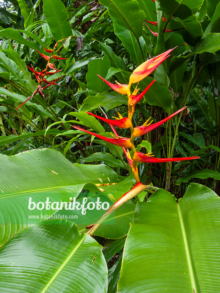 411011 - Heliconia latispatha 'Red-Yellow Gyro'