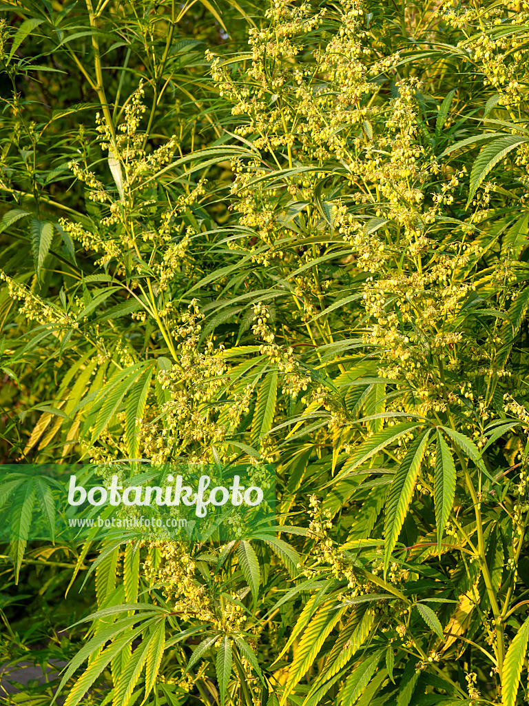 429130 - Hemp (Cannabis sativa var. spontanea)