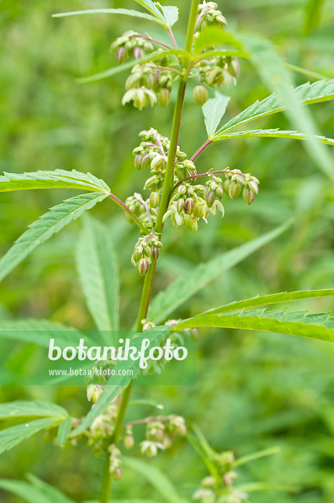 510183 - Hemp (Cannabis sativa var. spontanea) with male flowers