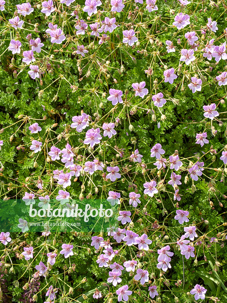 438200 - Heron's bill (Erodium glandulosum syn. Erodium petraeum subsp. glandulosum)