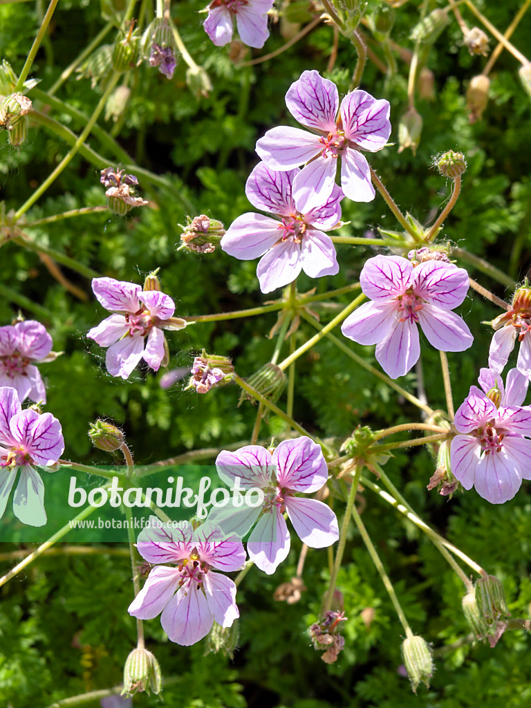 438202 - Heron's bill (Erodium glandulosum syn. Erodium petraeum subsp. glandulosum)