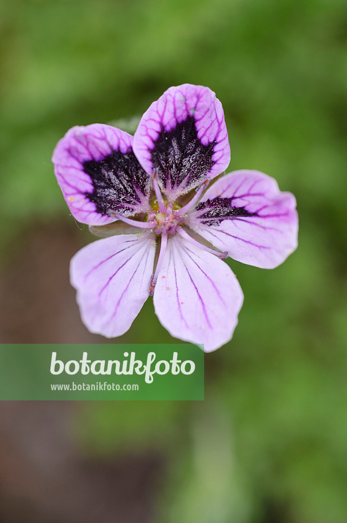 484144 - Heron's bill (Erodium glandulosum syn. Erodium petraeum subsp. glandulosum)