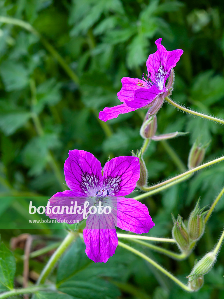 428313 - Heron's bill (Erodium manescavii)