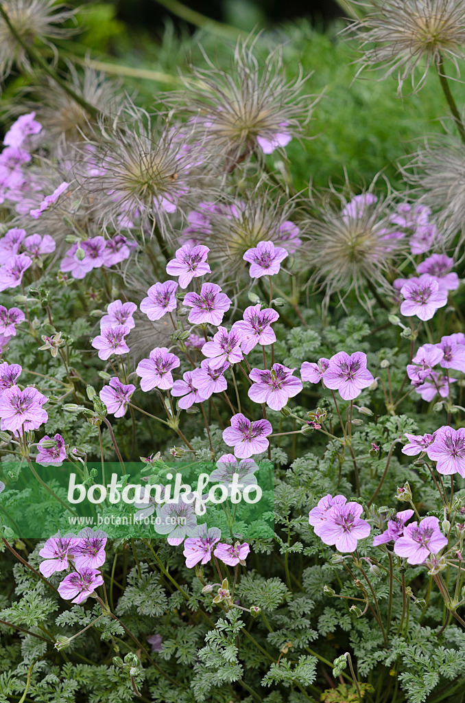 533528 - Heron's bill (Erodium) and pasque flower (Pulsatilla)