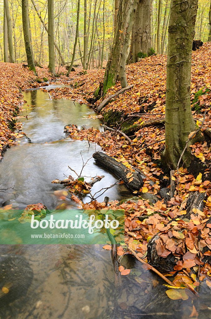 525246 - Herthafließ near Eberswalde, Nonnenfließ-Schwärzetal Nature Reserve, Brandenburg, Germany