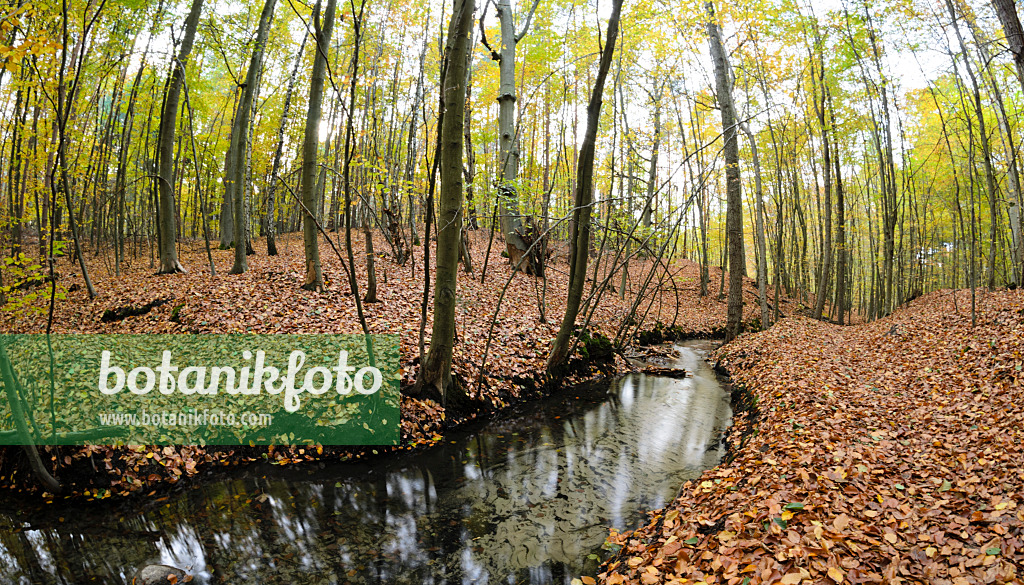 525248 - Herthafließ near Eberswalde, Nonnenfließ-Schwärzetal Nature Reserve, Brandenburg, Germany