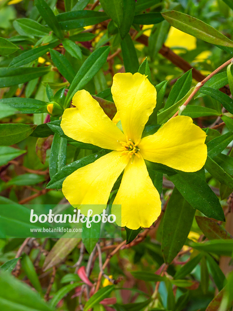 401204 - Hibbertia cuneifolia