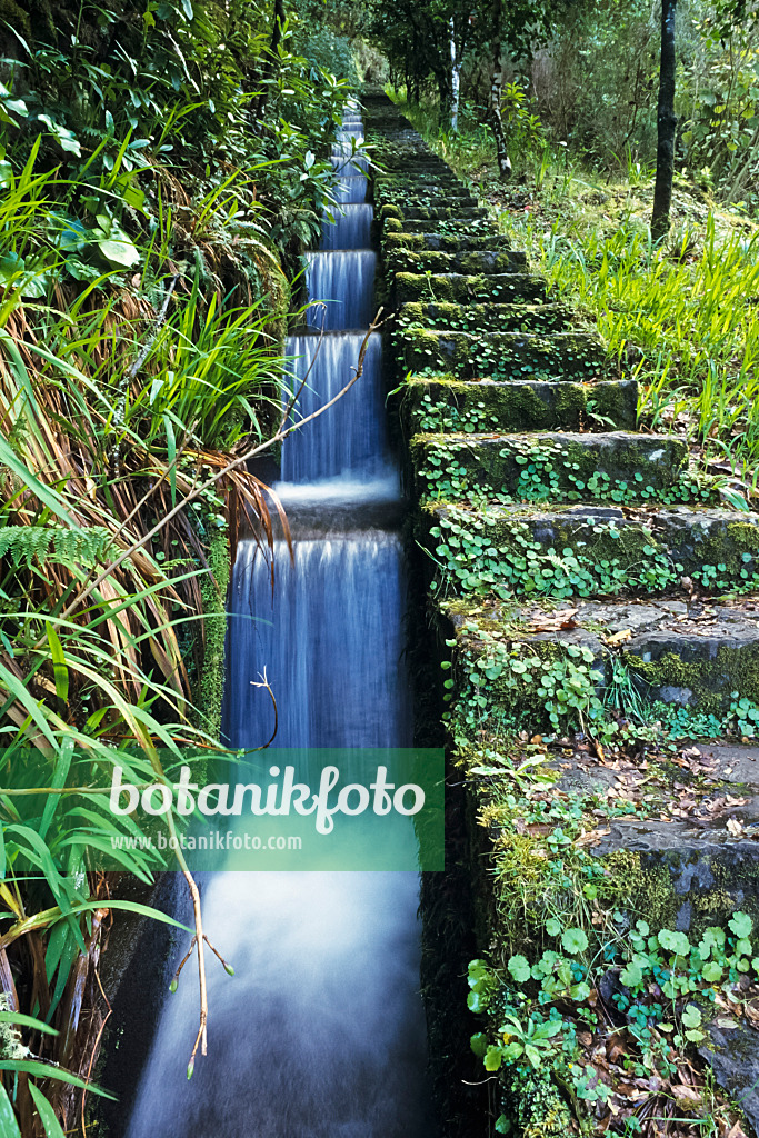 388120 - Hiking trail at a levada, Ribeiro Frio, Madeira, Portugal