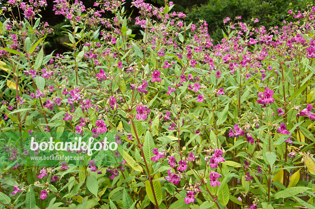 510178 - Himalayan balsam (Impatiens glandulifera)