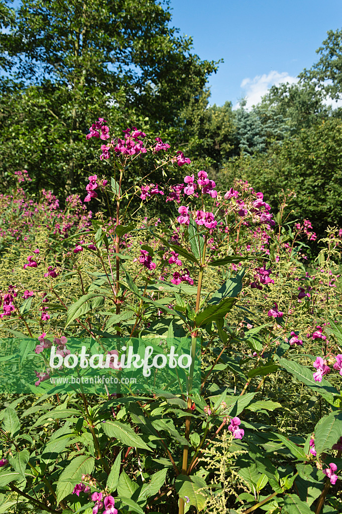 511063 - Himalayan balsam (Impatiens glandulifera)