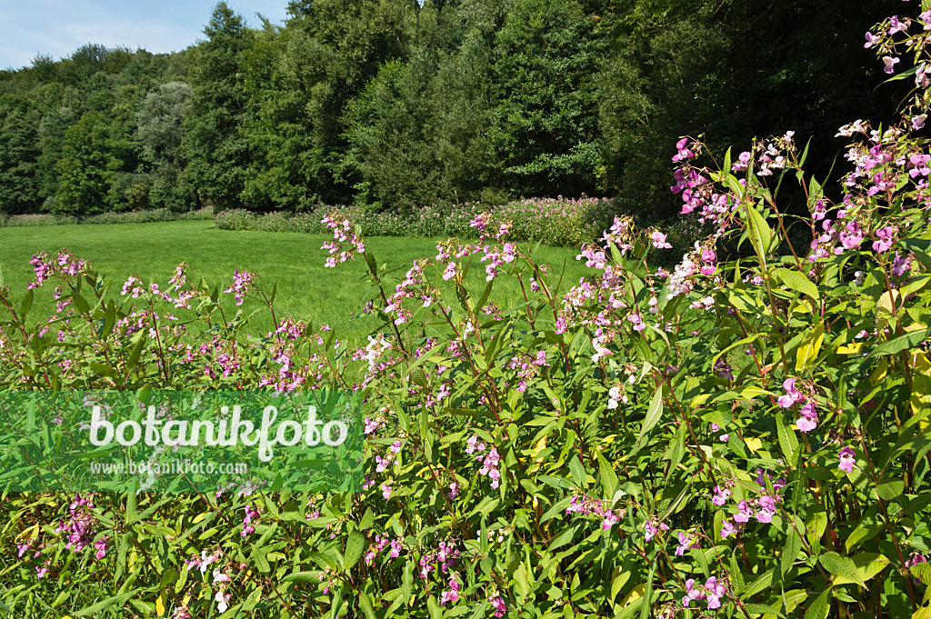 511190 - Himalayan balsam (Impatiens glandulifera), Neandertal Nature Reserve, Germany