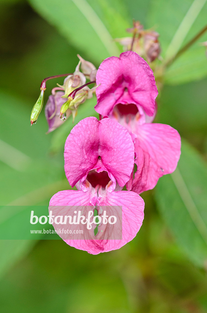 536151 - Himalayan balsam (Impatiens glandulifera)