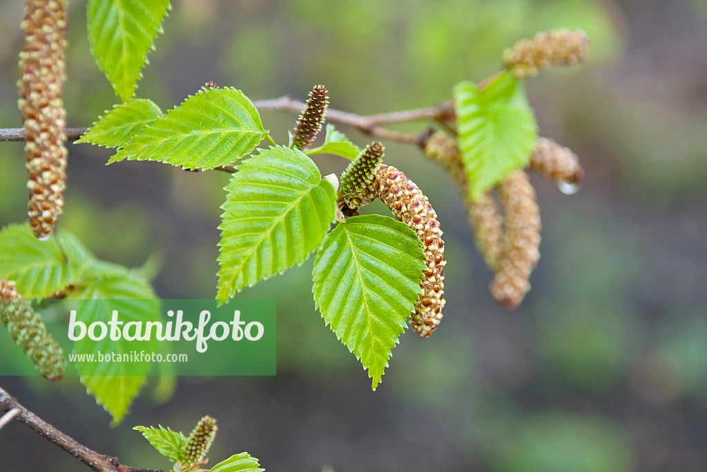 502120 - Himalayan birch (Betula utilis 'Doorenbos')