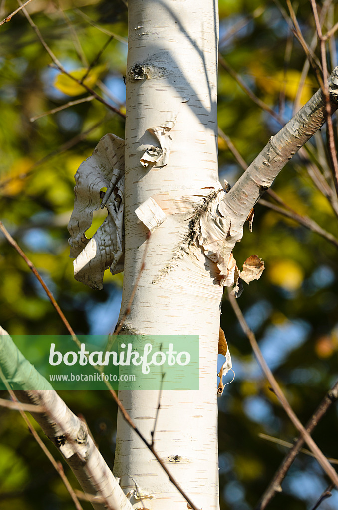 501177 - Himalayan birch (Betula utilis var. jacquemontii)