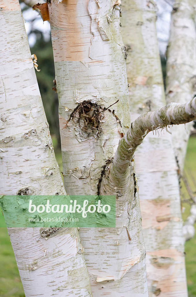 529067 - Himalayan birch (Betula utilis var. jacquemontii)