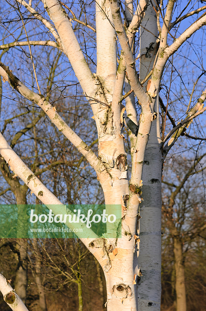 529103 - Himalayan birch (Betula utilis var. jacquemontii)