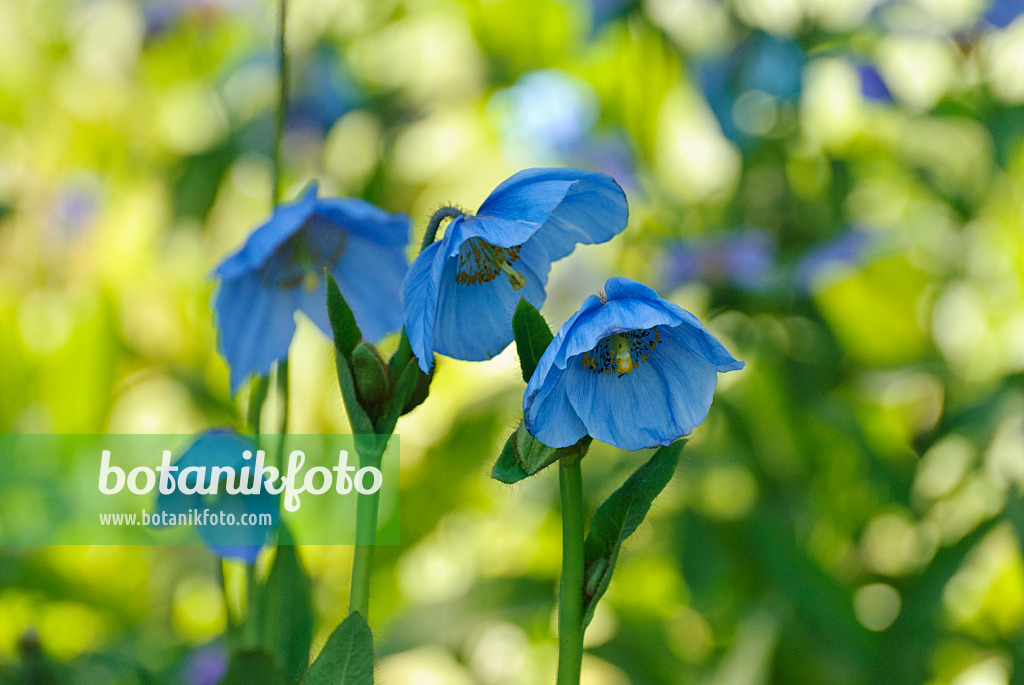 496168 - Himalayan blue poppy (Meconopsis betonicifolia)