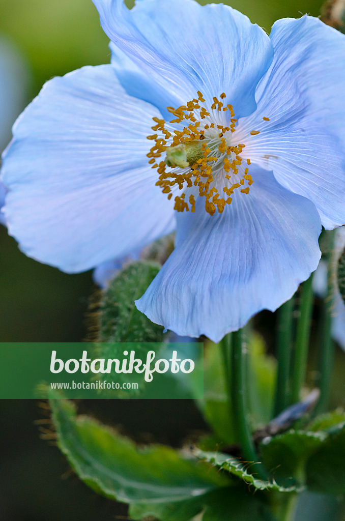 521058 - Himalayan blue poppy (Meconopsis betonicifolia)