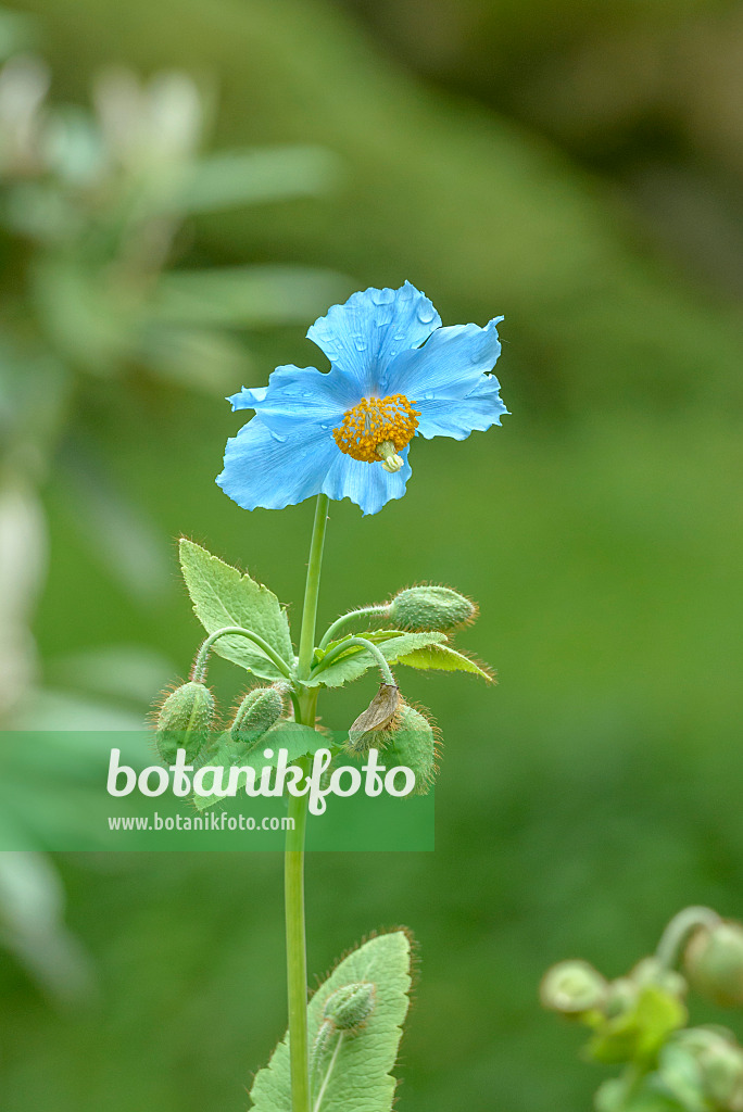 575169 - Himalayan blue poppy (Meconopsis betonicifolia)