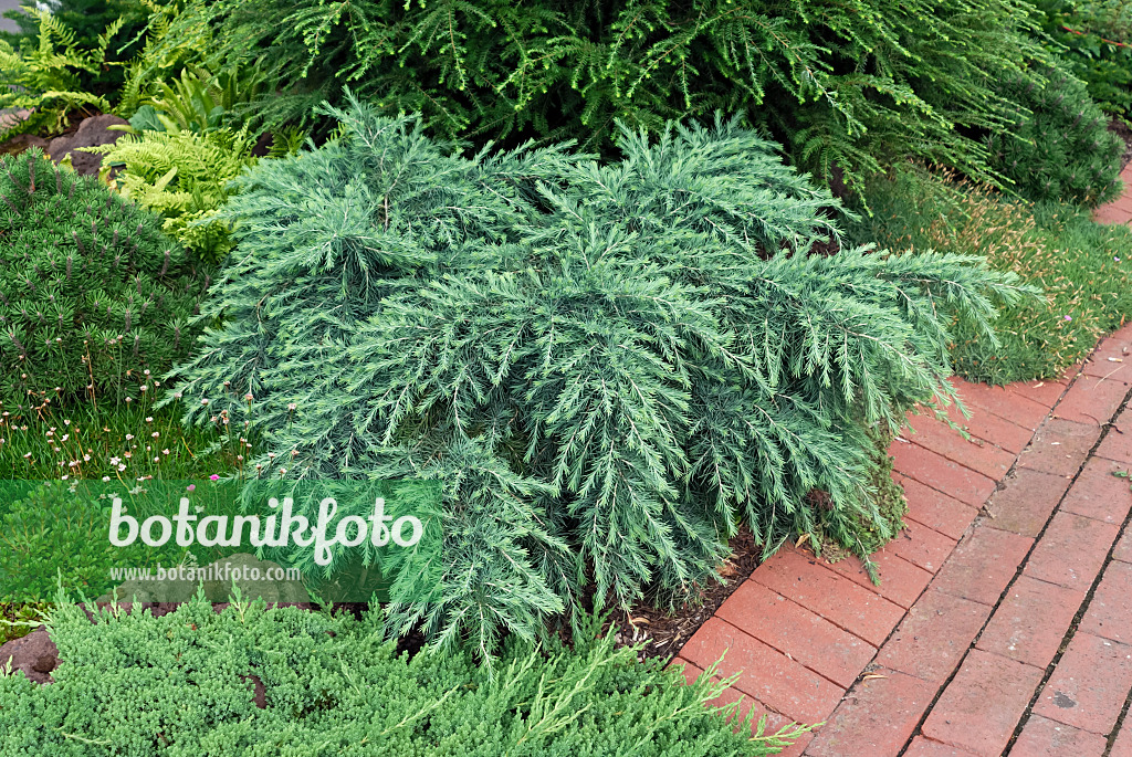 471372 - Himalayan cedar (Cedrus deodara 'Feelin Blue')