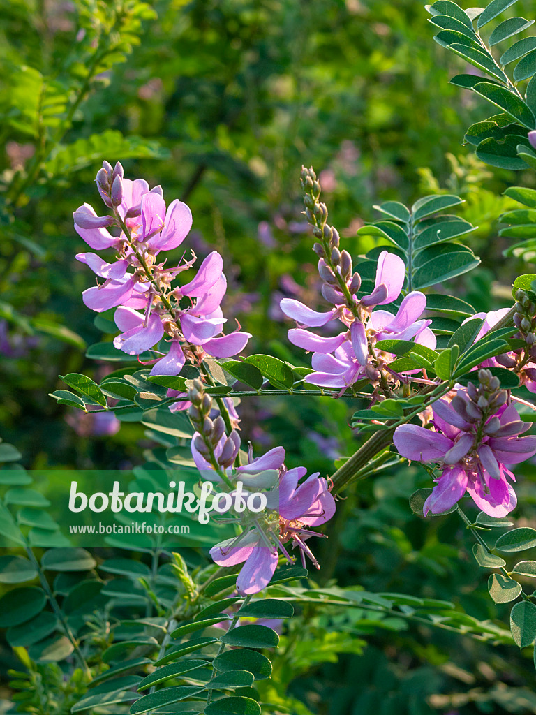 403077 - Himalayan indigo (Indigofera heterantha syn. Indigofera gerardiana)