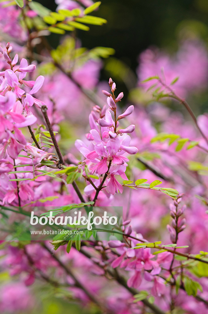 533492 - Himalayan indigo (Indigofera himalayensis 'Silk Road')