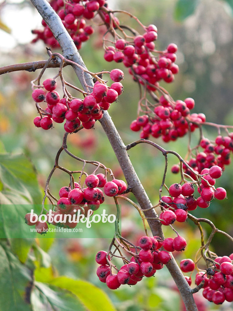 419001 - Himalayan tree cotoneaster (Cotoneaster frigidus)