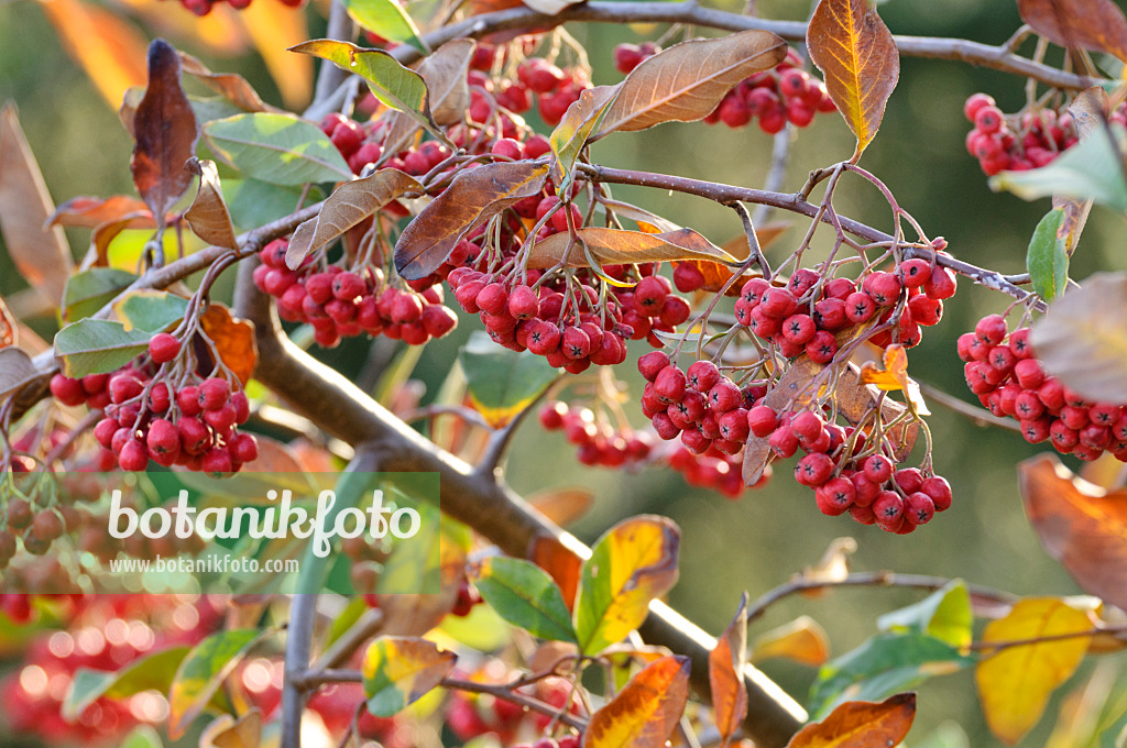 466051 - Himalayan tree cotoneaster (Cotoneaster frigidus)