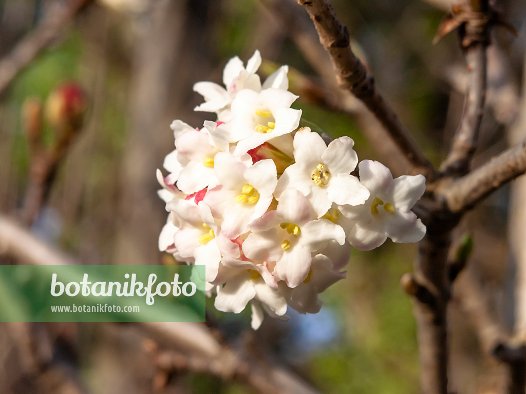 457047 - Himalayan viburnum (Viburnum grandiflorum)