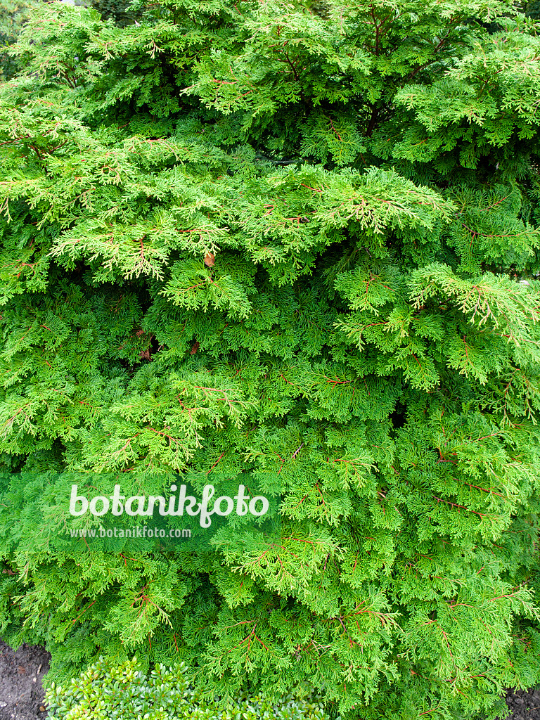 453001 - Hinoki cypress (Chamaecyparis obtusa)