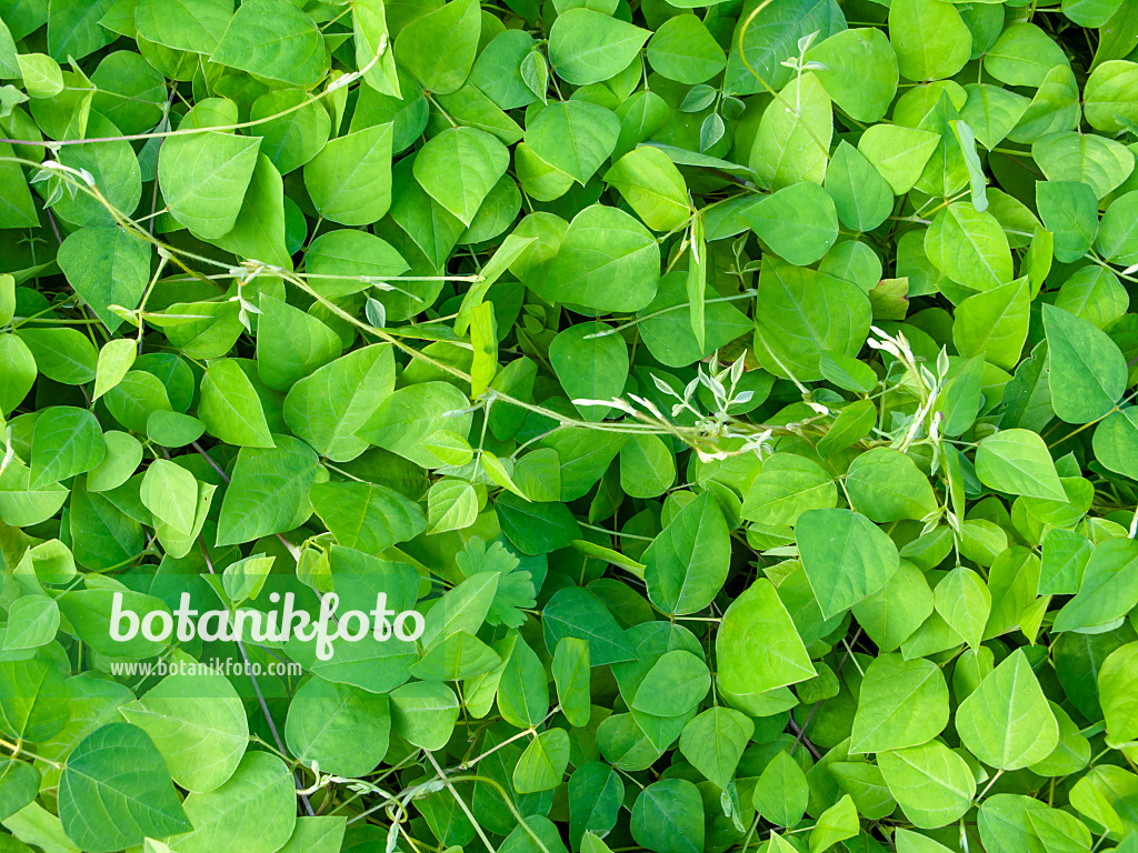 462070 - Hog peanut (Amphicarpaea bracteata)