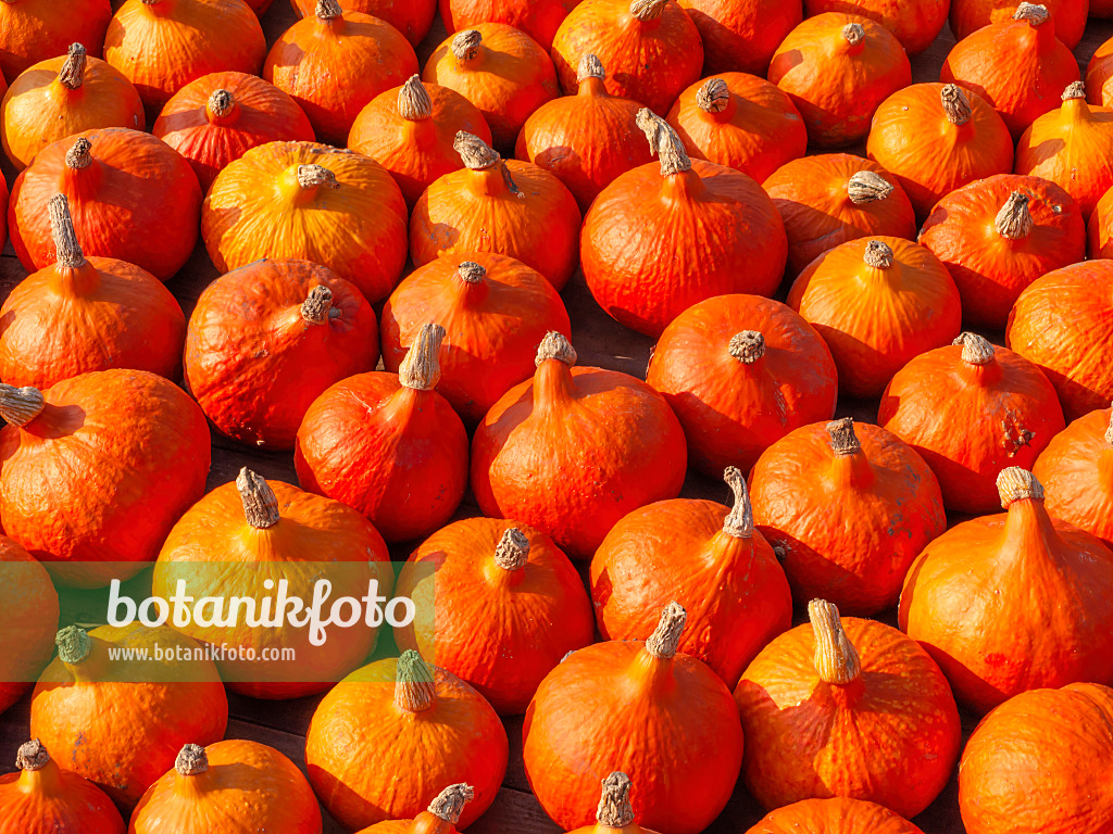 429171 - Hokkaido squash (Cucurbita maxima 'Hokkaido')