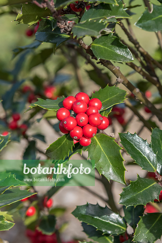 638132 - Holly (Ilex x meserveae 'Winterglanz')