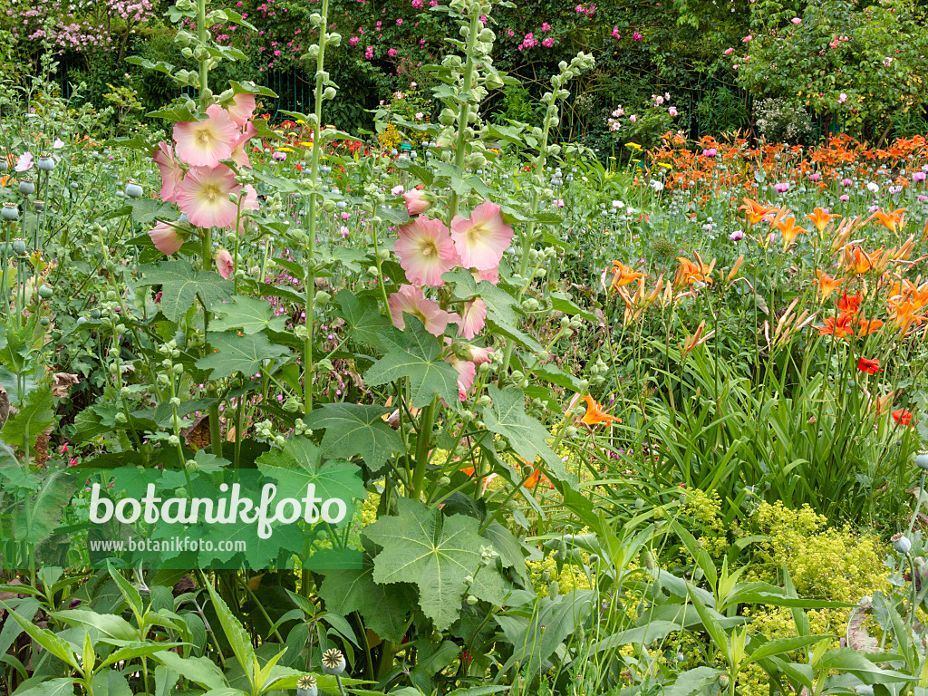 402151 - Hollyhocks (Alcea) and day lilies (Hemerocallis)