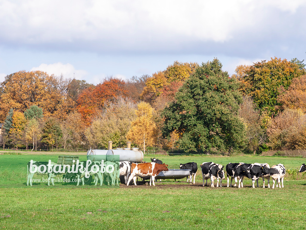 525461 - Holstein Friesian cattle (Bos taurus)