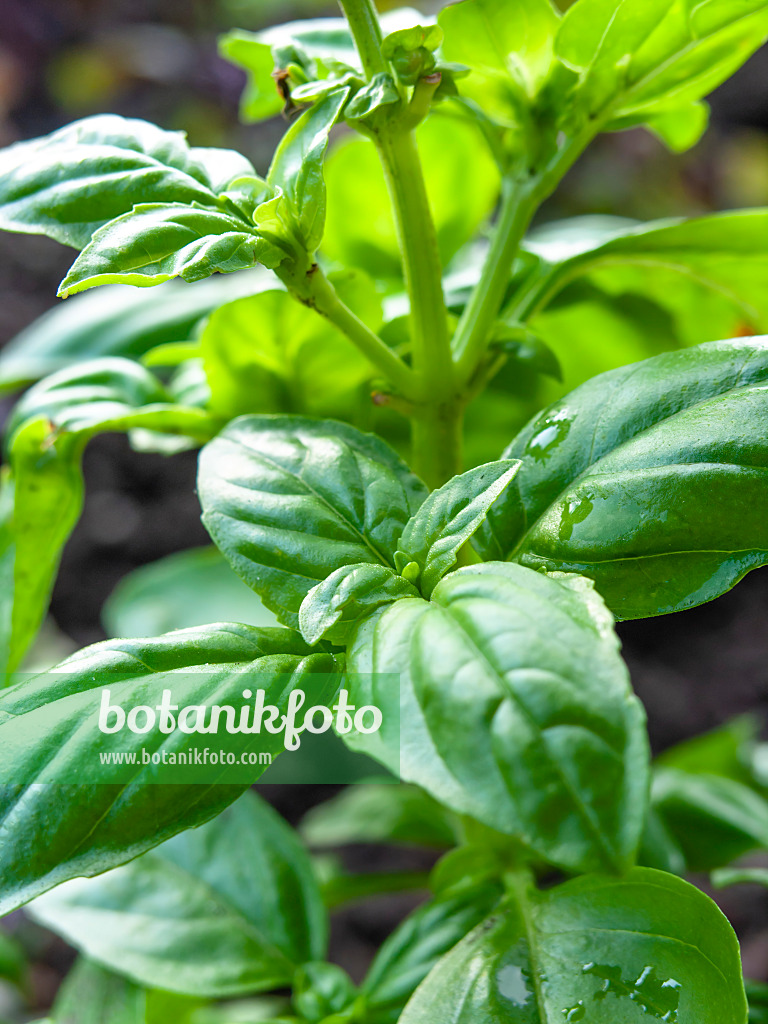 440012 - Holy basil (Ocimum tenuiflorum)