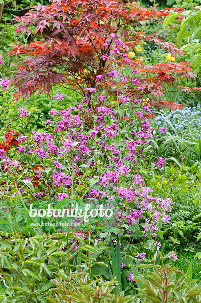 471293 - Honesty (Lunaria) and maple (Acer)