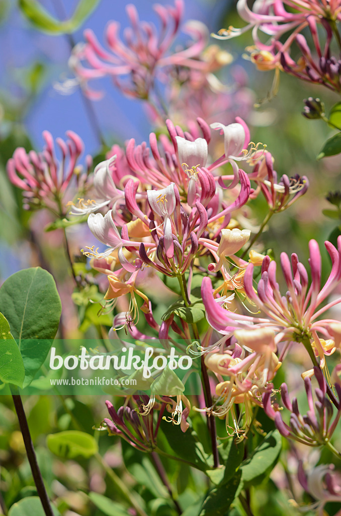 533066 - Honeysuckle (Lonicera)